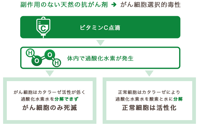 副作用のない天然の抗がん剤、がん細胞選択的毒性 ビタミンC点滴>体内で過酸化水素が発生 がん細胞はカタラーゼ活性が低く過酸化水素水を分解できずがん細胞のみ死滅 正常細胞はカタラーゼにより過酸化水素水を酸素と水に分解正常細胞は活性化